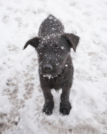 Black Schnauzer stands in the snowの写真素材