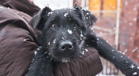 Giant Schnauzer is a puppy in her armsの写真素材