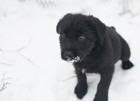 Black puppy schnauzer having fun in the winter snowの写真素材