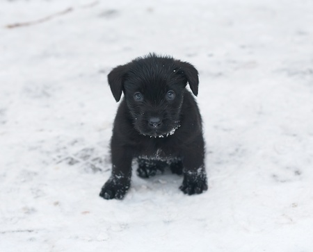Black puppy schnauzer having fun in the winter snowの写真素材