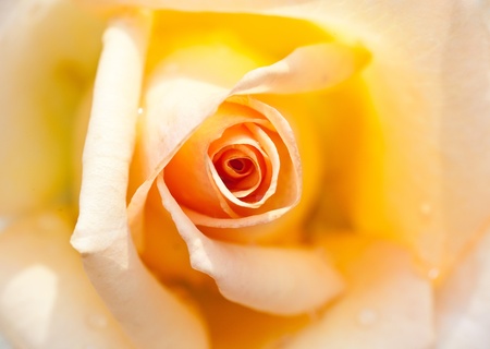 beautiful yellow rose, photographed in the garden. shallow depth of fieldの写真素材