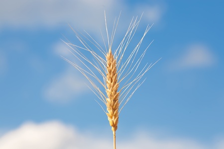 gold ears of wheat under sky. soft focus on fieldの写真素材