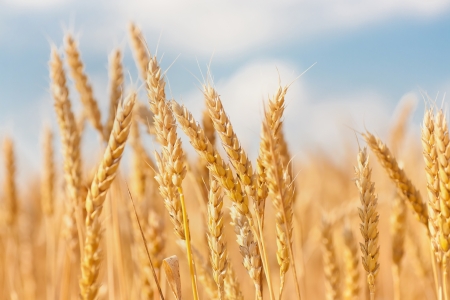 gold ears of wheat under sky. soft focus on fieldの写真素材