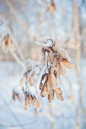 Winter leaves frozen in the snow. abstract natureの写真素材