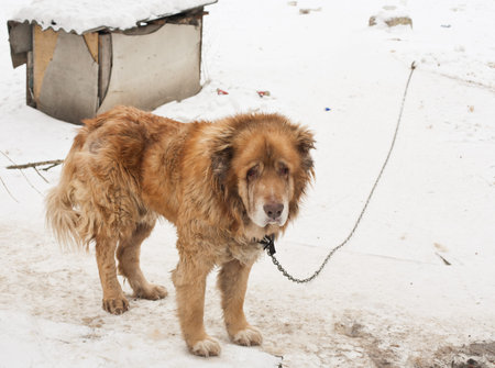 Dog guarding the horse in the stable. Natural light and colorsの写真素材