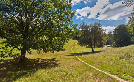 large pine forest in a botanical park in the city of Uman, Ukraine