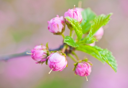 Beautiful Pink Flower Blossom, Spring flowering apricotsの写真素材