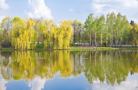 Birch grove,pond and nice birches reflection be springtime.