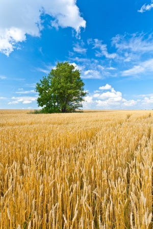 alone tree in wheat field over cloudy blue skyの写真素材