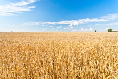 Ripe wheat field and blue sky with cloudsの写真素材