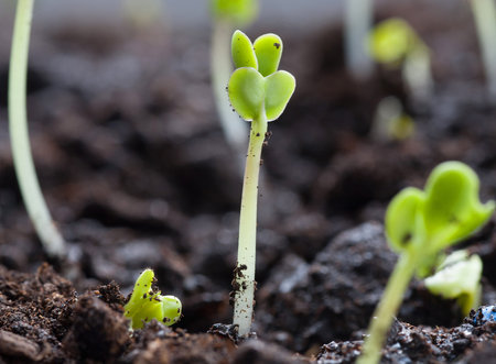 Closeup green seedling growing out of soil
