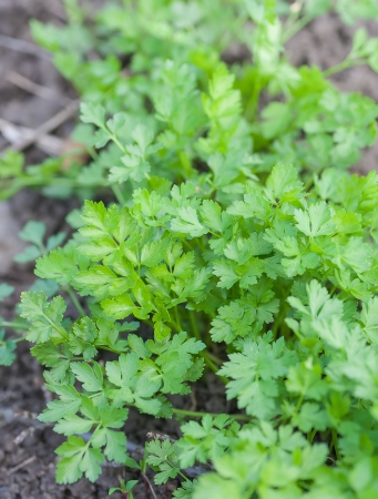 fresh green parsley growing in a gardenの写真素材