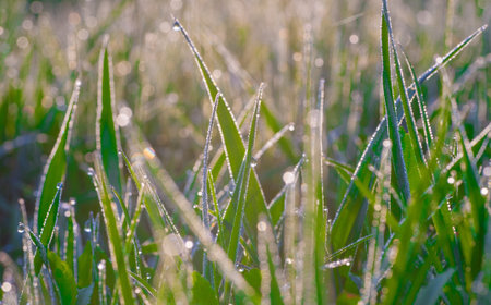Fresh morning dew on spring grass, natural background - close up with shallow DOF 