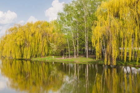 Birch grove,pond and nice birches reflection be springtime の写真素材
