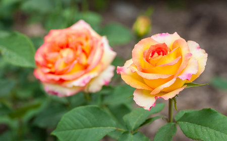 Some orange yellow roses in the gardenの写真素材