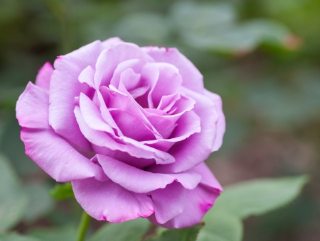 Some purple yellow roses in the gardenの写真素材