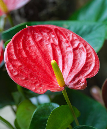 close up of a beautiful  red Arum.