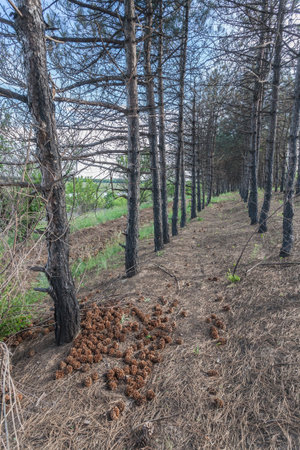 Burnt pine trees after a forest fire