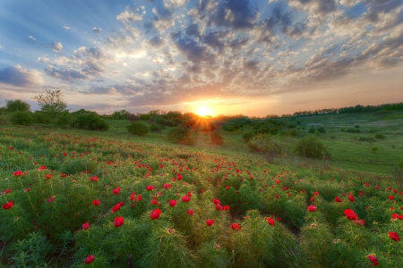field with green grass and red poppies against the sunset skyの写真素材