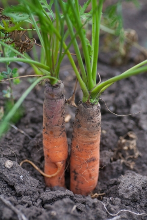 fresh multi-colored baby carrots from the gardenの写真素材