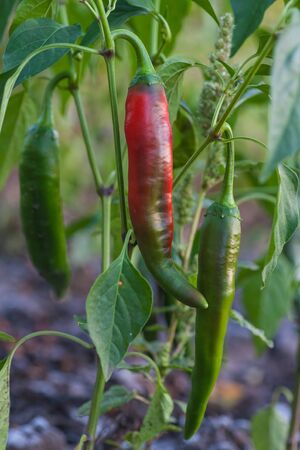 Fresh red chillies growing in the vegetable gardenの写真素材