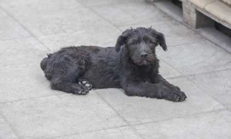 standard schnauzer puppies child in the gardenの写真素材