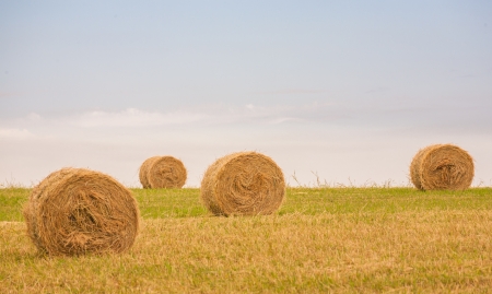 harvested field with straw bales in summerの写真素材