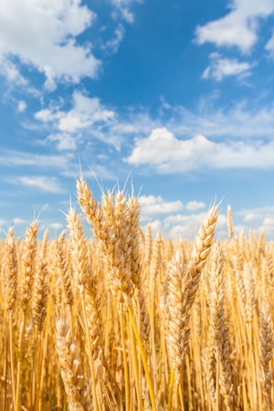 gold ears of wheat under sky. soft focus on fieldの写真素材