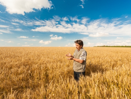 farmer standing in a wheat field, looking at the cropの写真素材