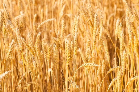gold ears of wheat under sky. soft focus on fieldの写真素材