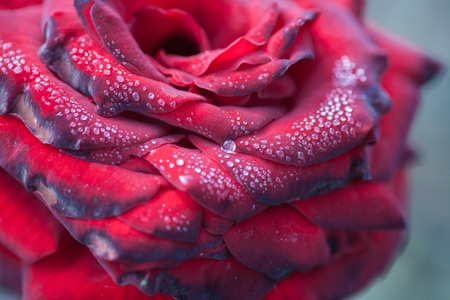close up beautiful rose with water dropsの写真素材
