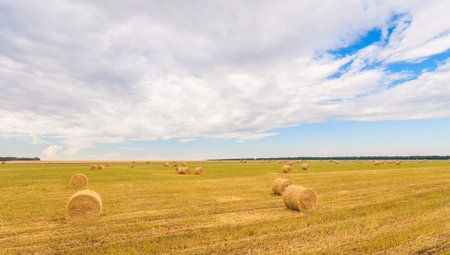 harvested field with straw bales in summer
