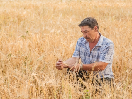 farmer standing in a wheat field, looking at the cropの写真素材
