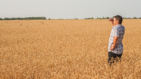 farmer standing in a wheat field, looking at the cropの写真素材