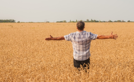 farmer standing in a wheat field, looking at the cropの写真素材