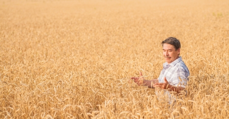 farmer standing in a wheat field, looking at the cropの写真素材