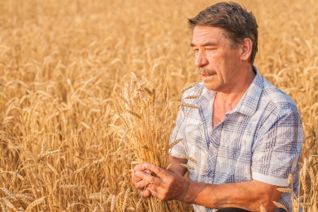 farmer standing in a wheat field, looking at the cropの写真素材