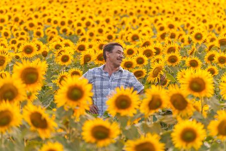 farmer standing in a sunflower field, looking at the cropの写真素材