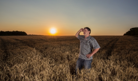 farmer standing in a wheat field, looking at the cropの写真素材