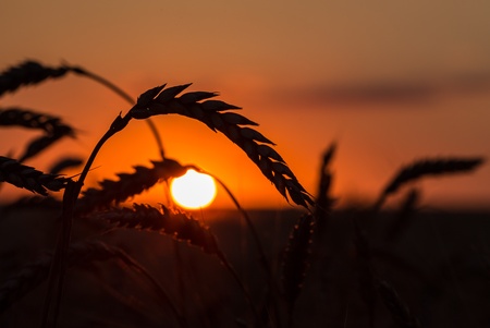 Grass Silhouette Against Sunset, Close up of ripening rye ears. Shallow DOF. Secale cereale L.の写真素材