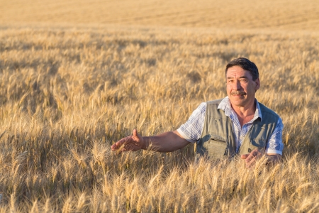 farmer standing in a wheat field, looking at the cropの写真素材