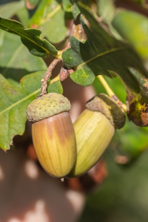 Fruit of an Oak tree ripe in autumn, on a sunny dayの写真素材