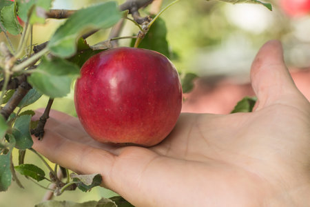 Red apples on apple tree branch