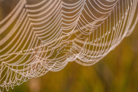 The spider web (cobweb) closeup background. Selective focus
