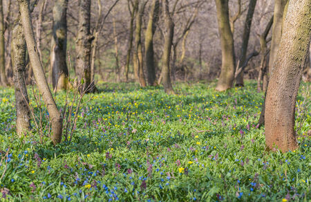 Forest floor with spring blue glory-of-the-snow flowersの写真素材