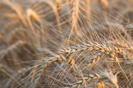 Close up of a wheat field - stock photo