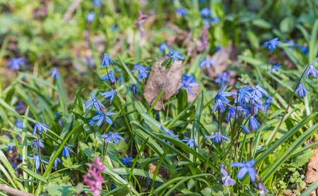Blue spring bluebells flower growing in forestの写真素材