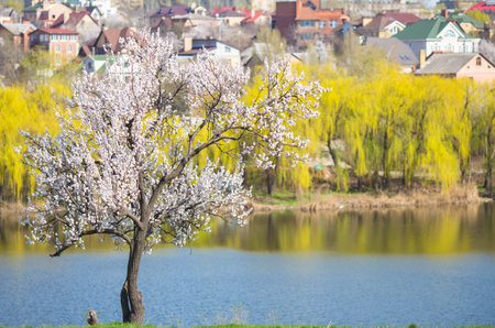 Lonely blossoming tree in  field on  background of  blue sky with cloudsの写真素材
