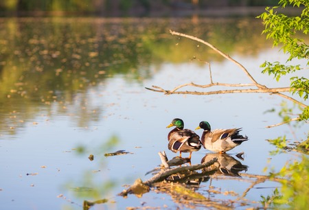Beautiful drake ducks on a pondの写真素材