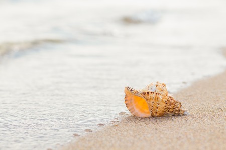 Shell on a sandy beach. summer photoの写真素材